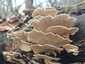 Lepketapló (Trametes versicolor), Budai-hegység